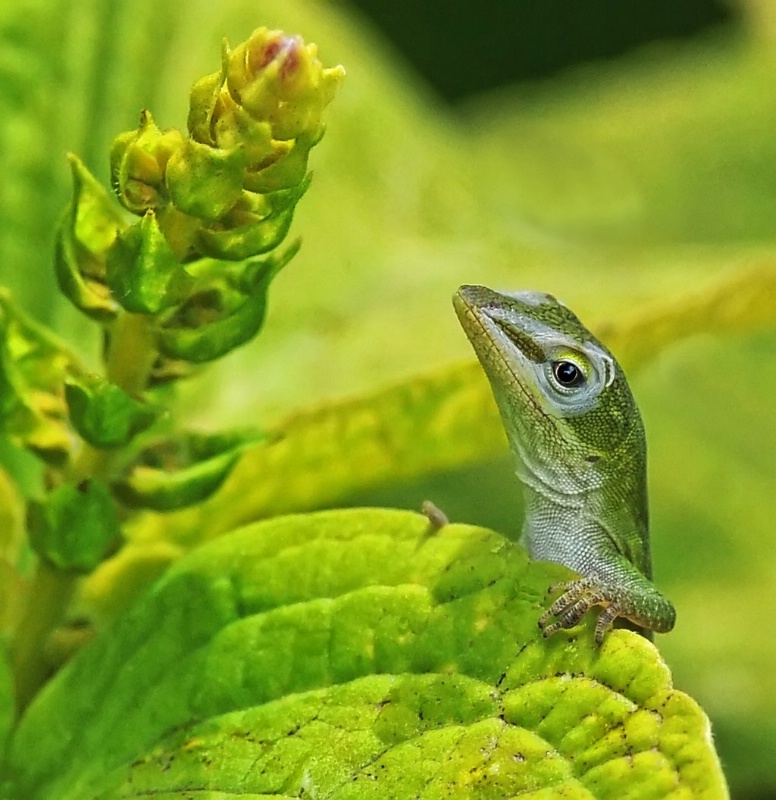 Peeking