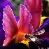 © Amy G. McMillan PhotoID # 10646324: Winged Things