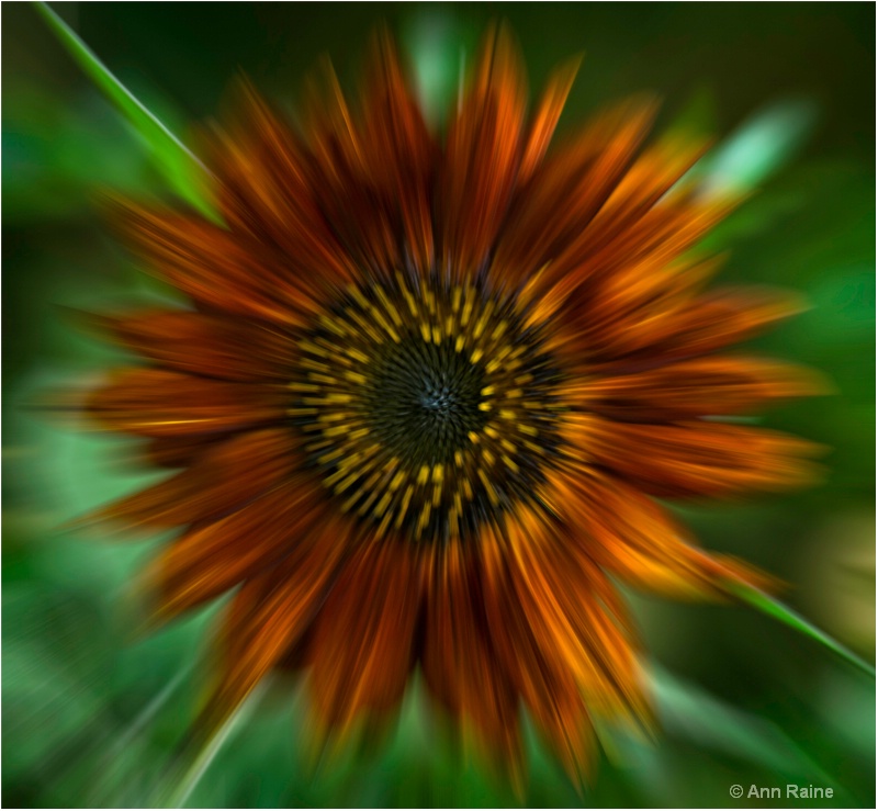 Radial Sunflower