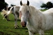 HORSES -