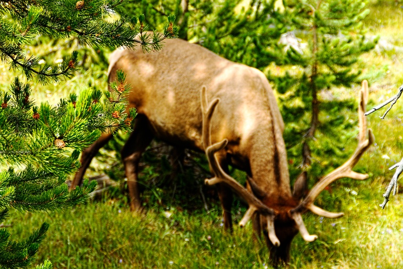 Bull elk Yellowstone