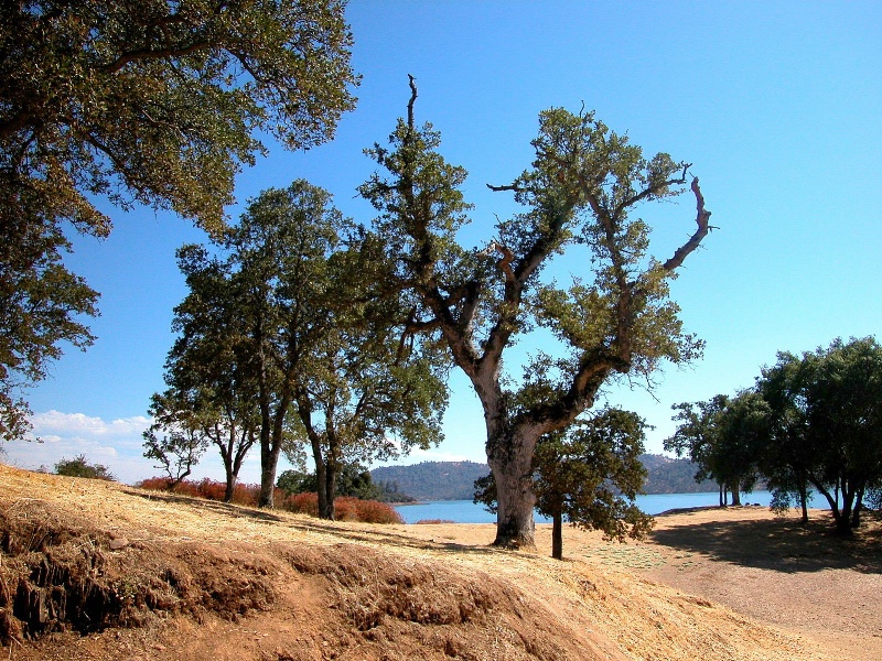 California Tree - Rugged, Seasoned, Stalwart