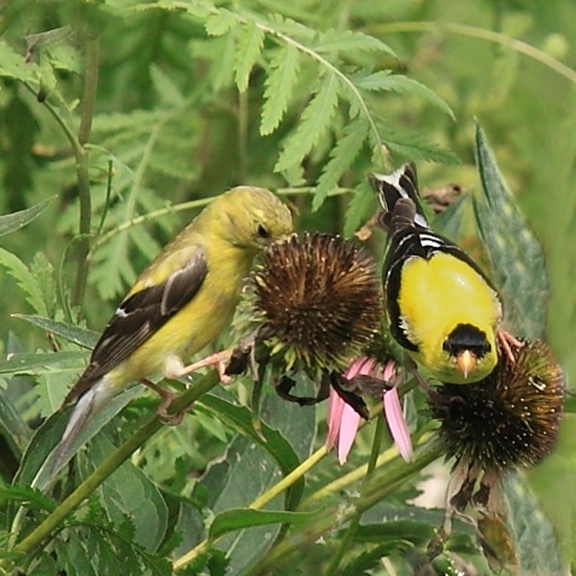 Gold Finch pair