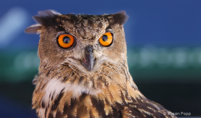 Eurasian Eagle Owl face