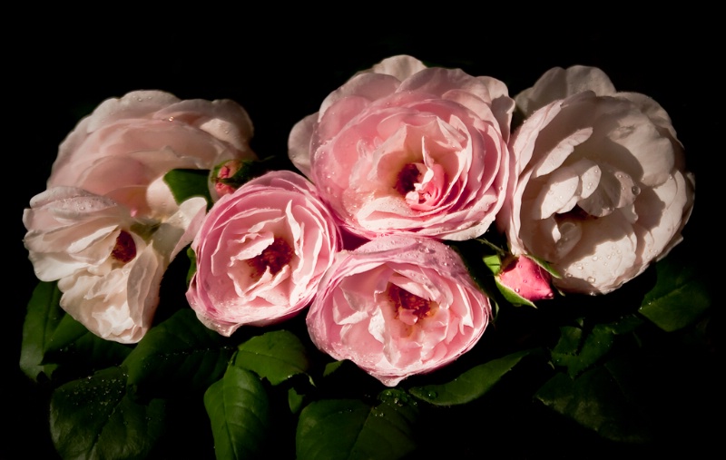 Roses At Dawn, Revisited - ID: 10650831 © Susan M. Reynolds
