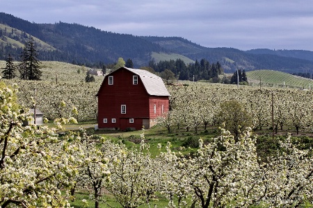 Pear Blossom Time at Hood River