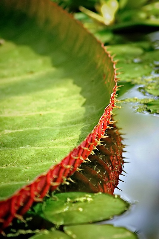 In the pond