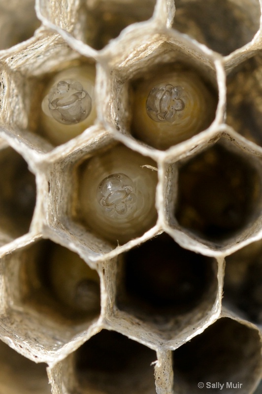 paper wasp larvae-2