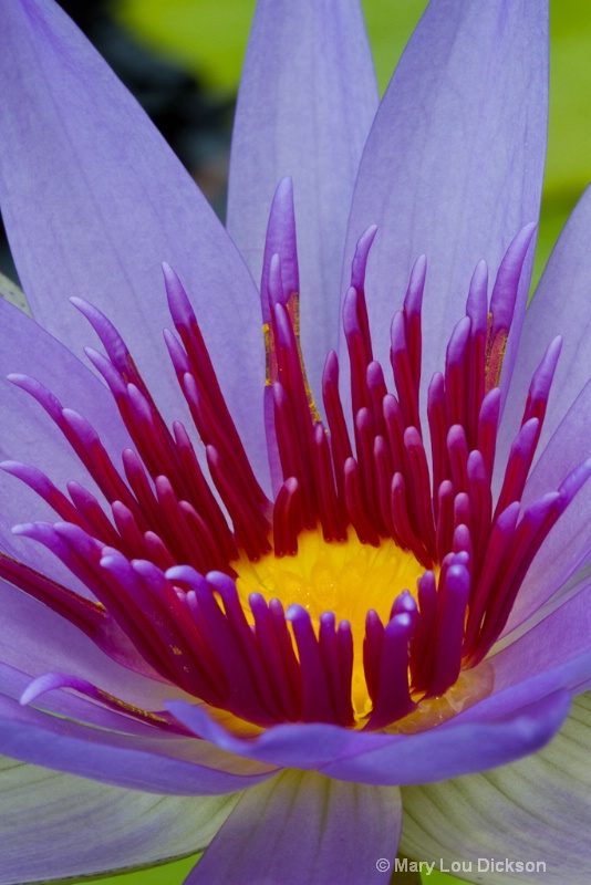Purple water lily 