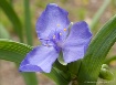 Tradescantia Ohie...