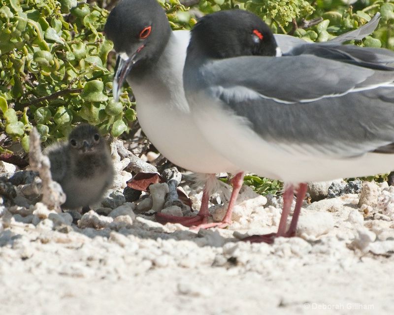 Parents with Chick