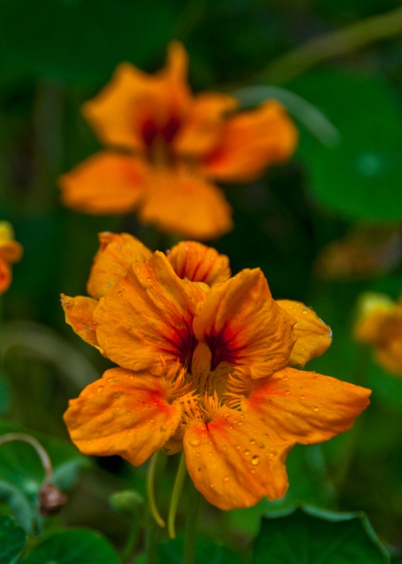 Karen's Orange Flowers
