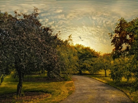 Crabapple Orchard