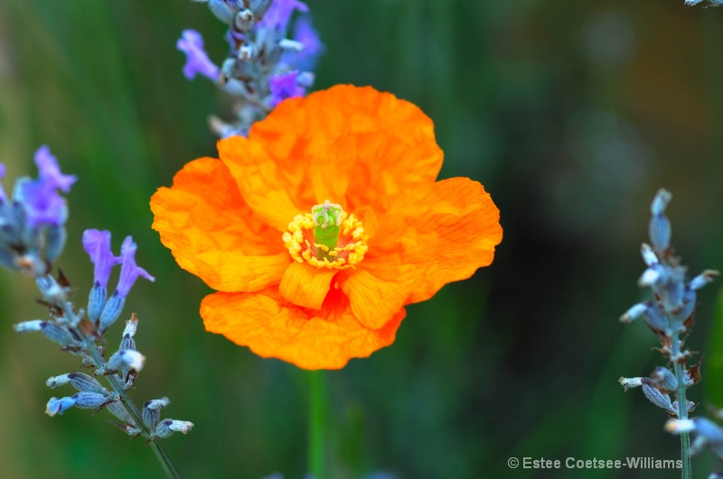 Wild Flowers