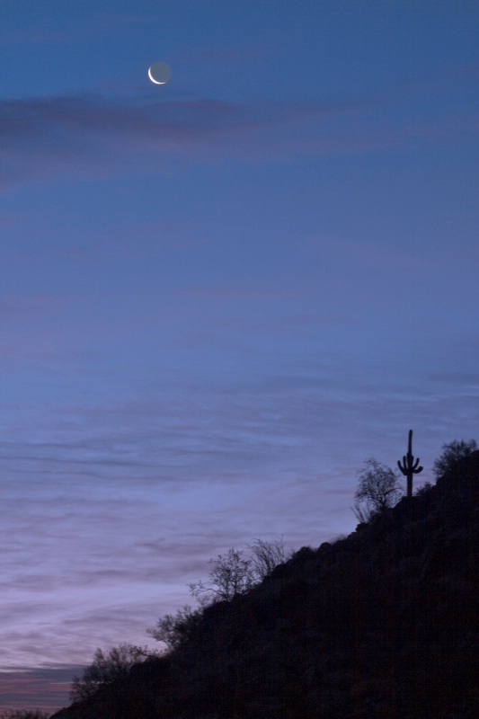 Moon Rise and Saguaro