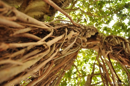 Perspective of a Banyan 