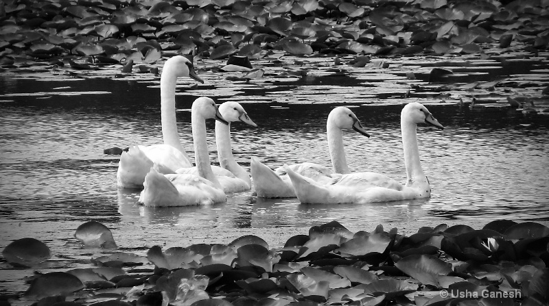 Swan Family B&W
