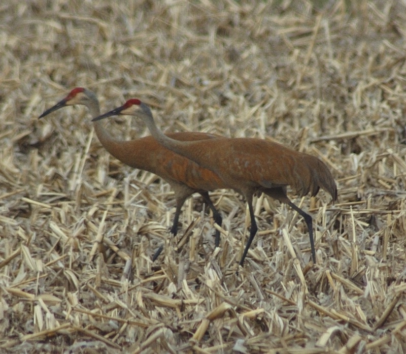 Sandhill Cranes Out For A Walk