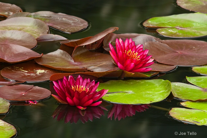 Water Lilly #3