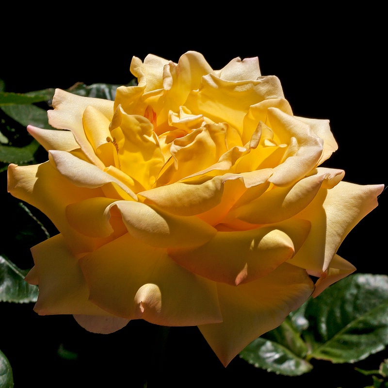 Yellow Rose - ID: 10663129 © Michael Kelly