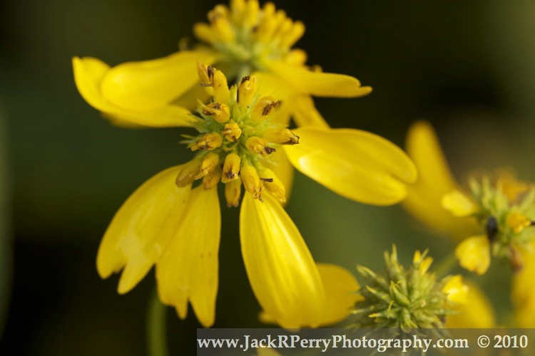 Yellow Wingstem, Yellow Ironweed, Verbesina altern