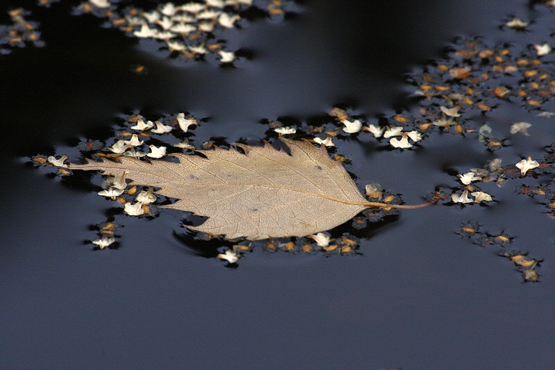 Floating leaf and seeds #1