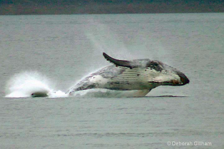 Young active humpback