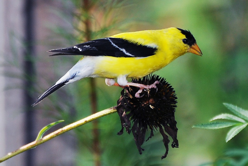 Feasting Goldfinch