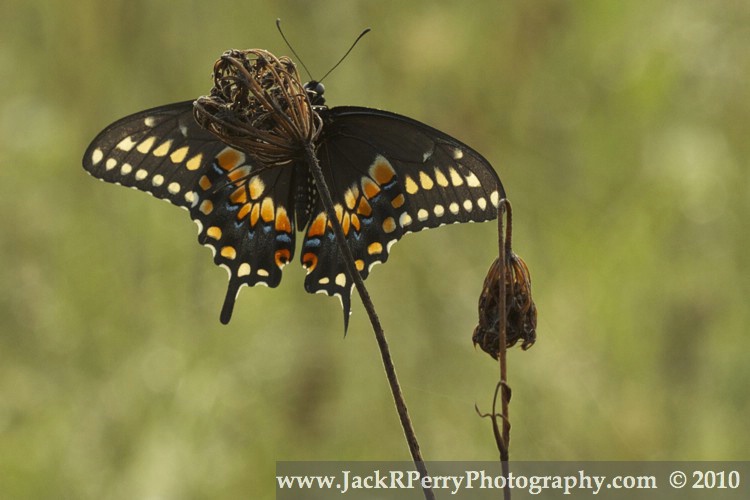 Black Swallowtail, Papilio polyxenes