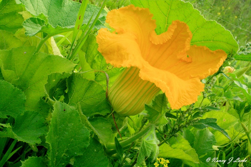 Squash Blossom