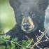 © Lena P. Ennis PhotoID# 10668800: Black Bear