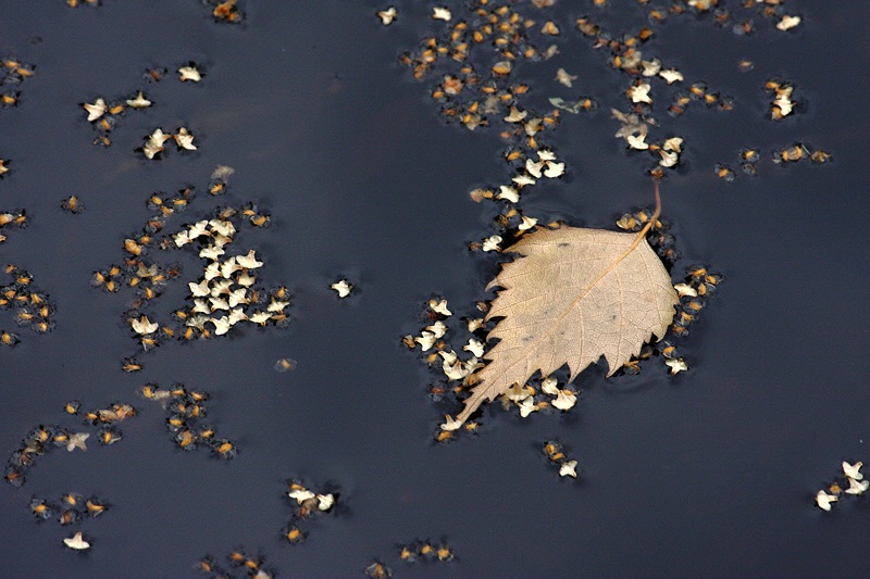 Floating leaf and seeds #2