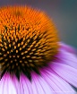 Echinacea...Up Cl...