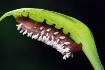  Caterpillar