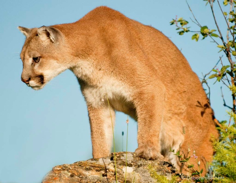 cougar polarizer