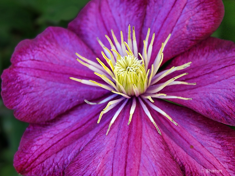 Magenta Clematis