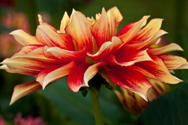 Red & Gold Dahlia Profile