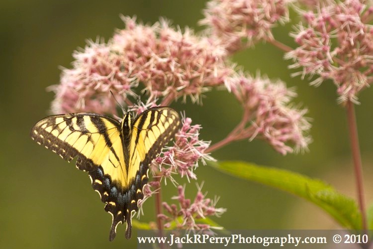 Tiger Swallowtail