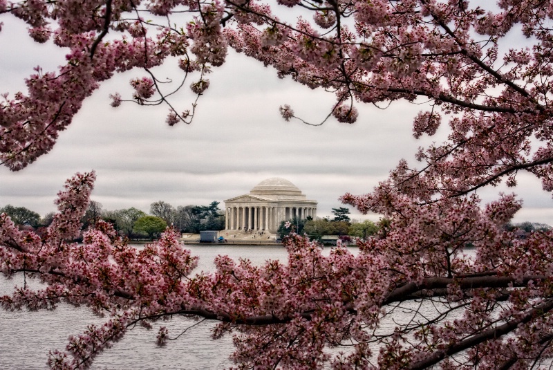 MT 09/11 Cherry Blossom Season