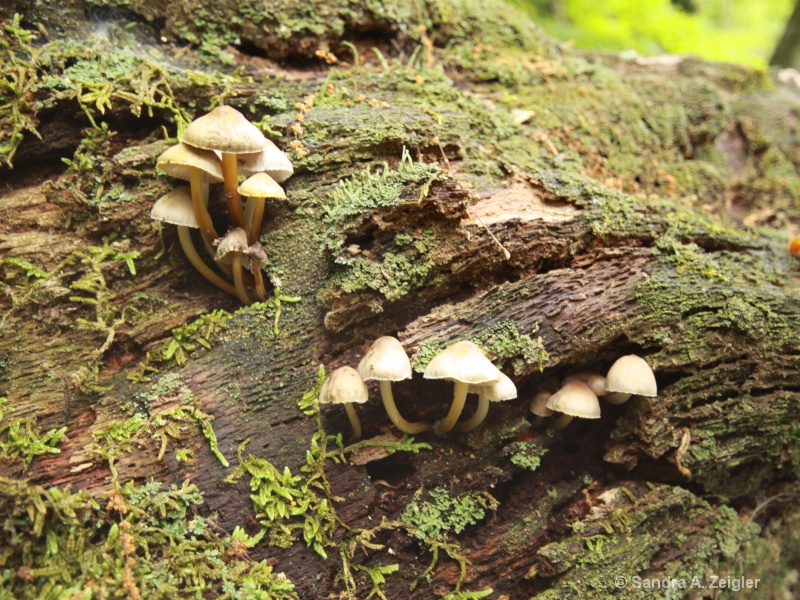 Mushrooms and moss