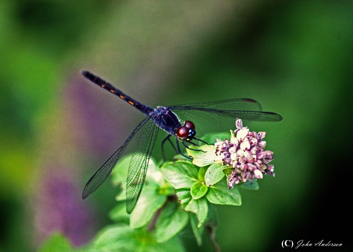 Dragonfly on Basil Blossom