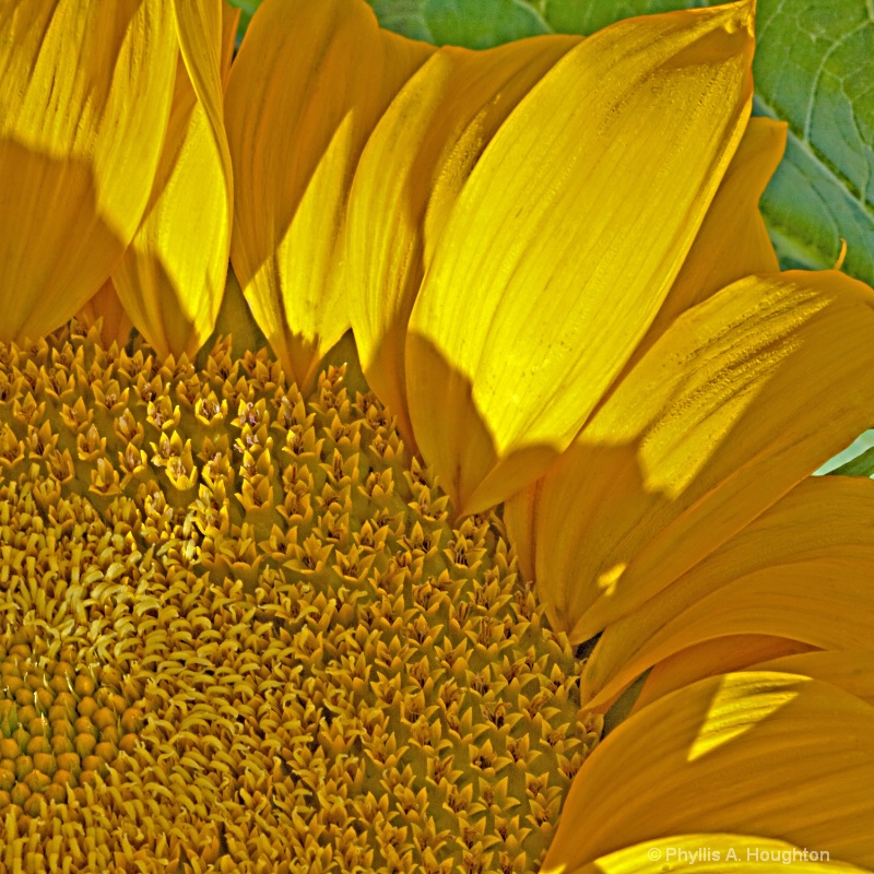 Sacramento Sunflower