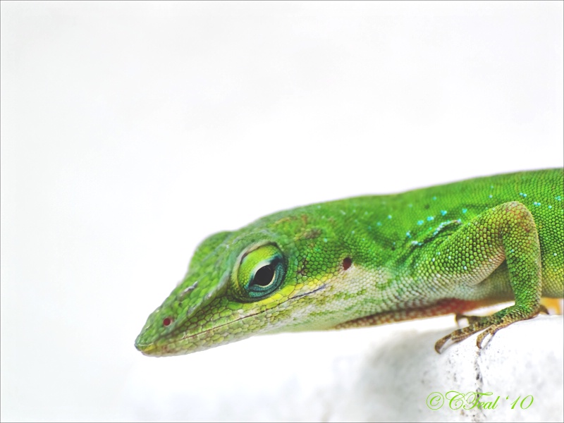 Carolina Anole 