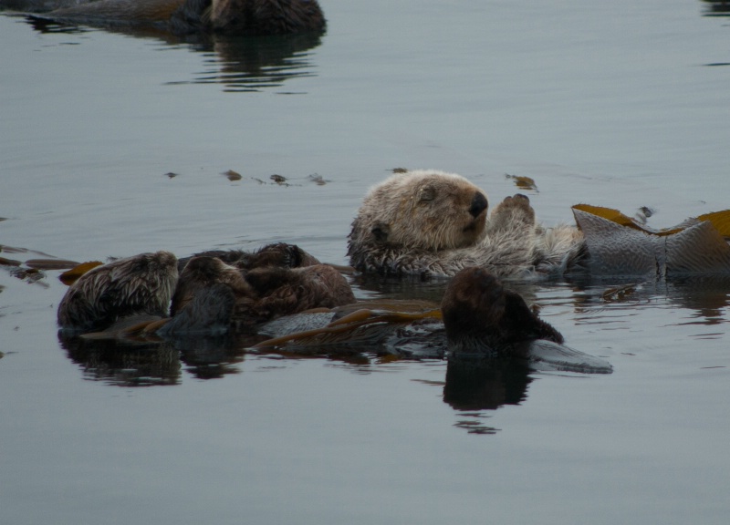 Sleeping Sea Otters