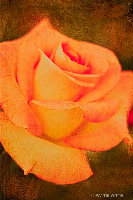 a peach of a rose