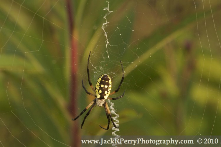 Back & Yellow Argiope female, Argiope aurantia