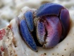 Crab Color