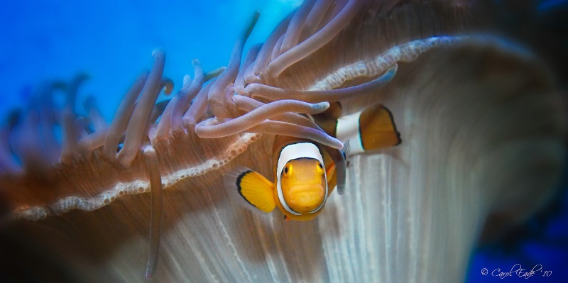 Anemone Clownfish - ID: 10681099 © Carol Eade