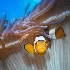2Anemone Clownfish - ID: 10681099 © Carol Eade