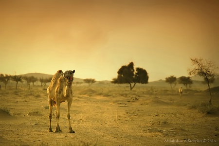 Camel's look